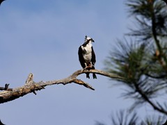 Osprey  (Fischadler) mit Fisch