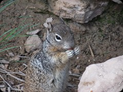 Squirrel 