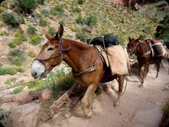 Maultiere auf dem Weg in den Grand Canyon