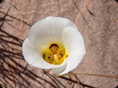 Golden Sego Lily
