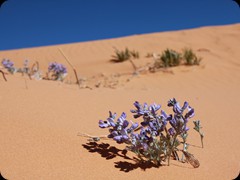 coral pink sand dunes