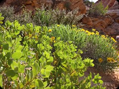 Capitol Reef