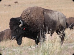 Bison auf Antelope Island