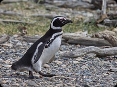 Magellan Pinguin