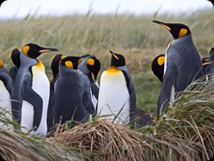 Königspinguine auf Feuerland