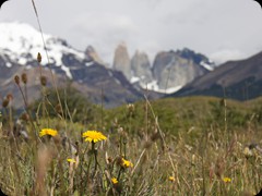 Im Hintergrund die Torres del Paine