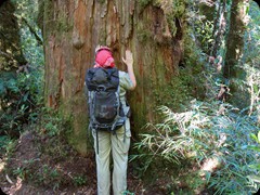 Alerce-Baum, können bis zu 3.000 Jahre alt werden