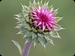 Distel