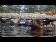 Alaskan Brown Bears 'Brutus and Buckeye'