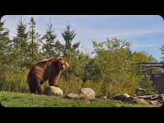 Alaskan Brown Bears 'Brutus and Buckeye'