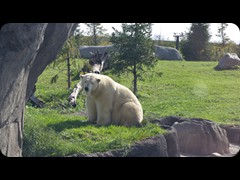 Polar Bear Lady 'Anana'