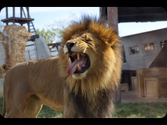 The Lion King 'Tomo '