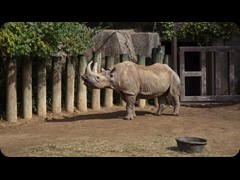 Black Rhinoceros 'Rosi'