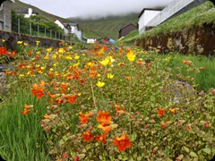 Blumen im Bachbett