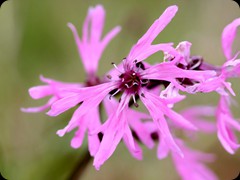 Blume
