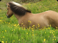 Pferd