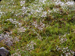 Tau im Lake District
