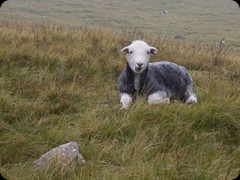 Schaf im Lake District