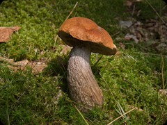 Steinpilz