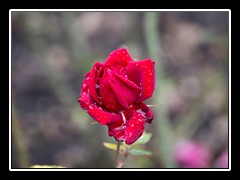 Rosengarten