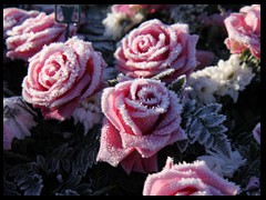 frozen roses